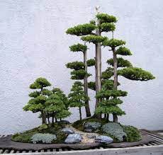 Pin By Hakan Ozturk On Japan Juniper Bonsai Bonsai Forest Bonsai Tree Care