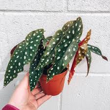Bright and unusual shades of green, pink, red, silver, purple and grey combine to make bold patterns on the leaves. Begonia Plant Care How To Grow Maintain Begonia Plants Apartment Therapy
