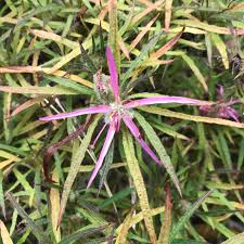 Someone Is A Bit Confused Azalea Macrosepalum Linearifolium Spider Azalea Autumn Flower Sussex Evergreen The Rhs Natio Azaleas Market Garden Flowers