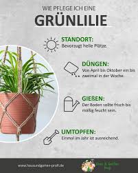 Die Grunlilie Tricks Und Tipps Zum Thema Umtopfen Giessen Dungen Standort Die Dungen Giessen Grunlilie Plant Care Inside Plants Planting Succulents
