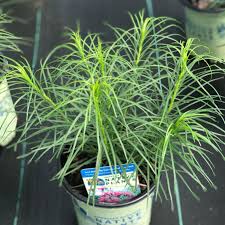 Image result for Vernonia smithiana