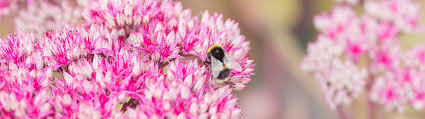 The pretty flowers can be used as a garnish for drinks or salads. Planting For Bees Butterflies Garden Tips Beetham Nurseries