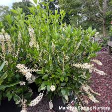 Image result for Cyphia brummittii