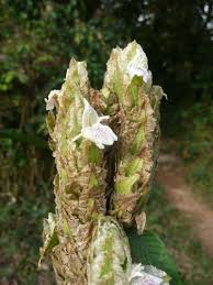 Image result for Rungia grandis