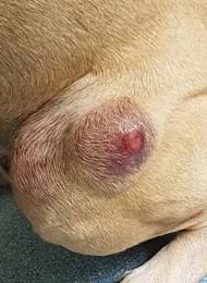 Image result for mastocytoma in dogs