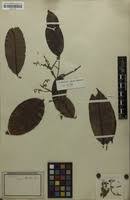 Image result for Dialium holtzii