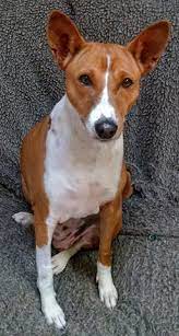 Basenji Rescue And Transport Home Basenji Dogs Dog Pictures Dog Lovers