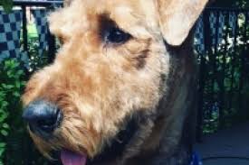 Review how much airedale terrier puppies for sale sell for below. Atra Airedale Terrier Rescue Adoption Finding Loving Homes One Airedale At A Time