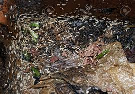 How do you get rid of maggots in garbage cans? Maggots In Garbage How To Get Rid Of Maggots In Garbage Naturally