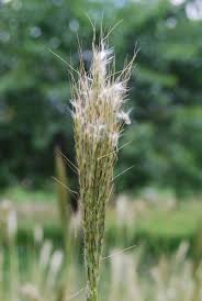 Image result for Bothriochloa
