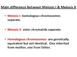 The mother cell will then divide leaving its four daughter cells with a haploid of. Meiosis In Animals Exercise 13 Objectives Understand Meiosis