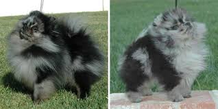 To tell whether a dog is black or blue check the nose, as back poms have black noses. Merle Pomeranian Dog Information