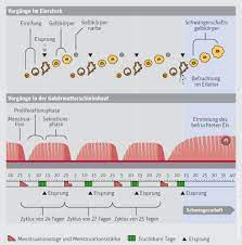 Wann ist mein erster eisprung nach der geburt? Der Menstruationszyklus