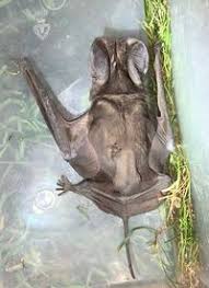 Image result for Perotis patens