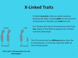 Consider recessive traits on the x chromosome. Ppt Do Now Powerpoint Presentation Free Download Id 1523616