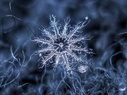 Snowflake Explore Snowflake Photography Snowflakes Macro Photos 'snowflake millennial' label is inaccurate and reverses progress to destigmatise mental health snowflake photography