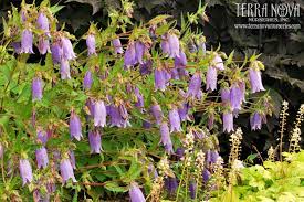 Campanula Summertime Blues Campanula Variegated Plants Lilac Flowers