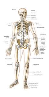 Skelett Aus Dem Lexikon Http Www Kallmeyer Naturheilpraxis De Anatomie Lernen Anatomie Und Physiologie Menschlicher Korper Anatomie
