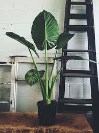 Maybe you would like to learn more about one of these? Best Suitable Low Light Indoor Plants For Darker Corners