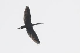 Szczegóły obserwacji