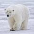 Polar bear