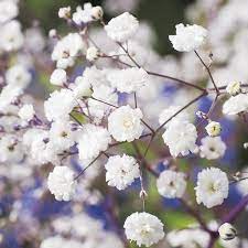 Gypsophila Paniculata Snowflake Seeds 2 45 From Mr Fothergills Seeds Baby S Breath Plant Flower Seeds Babys Breath