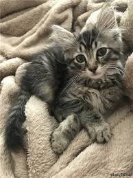 Gunun Kedisi 01 Temmuz 2018 Cok Sirin Hayvanlar Kedi Cute Kittens
