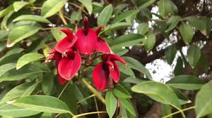 Image result for Erythrina crista-galli