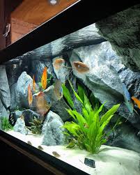 Discus Fish Just Love It Www Aquadecorbackgrounds Com Aquarium Backgrounds Aquarium Discus Fish