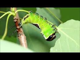If You Found A Wiggly Green Creature This Quick And Easy Guide To Identifying 16 Common Green Caterpillars Can Help You Identif In 2020 Garden Bugs Caterpillar Green