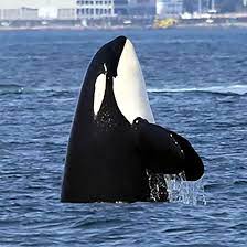 Killer Whale Facts and Information - Killer Whale Facts and Information