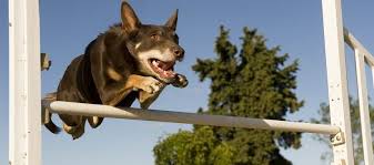 In australia, folks say that australia was built on the backs of these remarkable dogs—the working australian kelpie. The Australian Kelpie Swanbourne Vet Centre