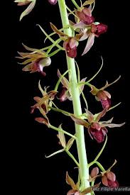 Image result for Eulophia alta