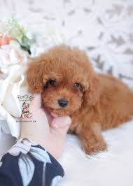 Cute dogs and puppies i love dogs doggies teddy bear puppies adorable puppies picture of puppies cutest puppy breeds small cute puppies. Teacup And Toy Poodle Puppies Teacup Puppies Boutique