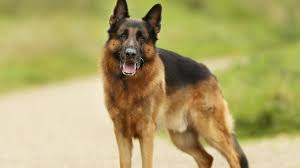 We did not find results for: Help My German Shepherd Is Becoming Aggressive Step By Step Solutions Shepherd Sense
