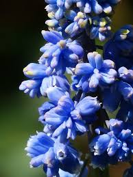 Composizioni floreali, piante, fiori e bijoux, bomboniere. Giacinto Consigli Coltivazione E Cura