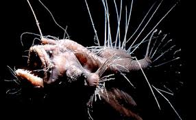 Las especies de la zona abisal del océano podrían ser un alimento del futuro