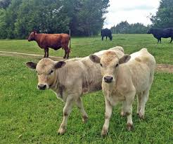 A beef yearling will cost about $700 and will be based on weight. At What Weight Should I Sell My Feeder Calves Panhandle Agriculture