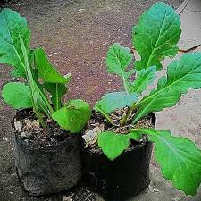 Tanaman ini memiliki bentuk yang unik karena daunnya menyerupai pedang dengan warna hijau dan belang kuning, warna daunnya yang cerah dapat. Zplant Daun Dewa Tanaman Obat Herbal Terbaru Agustus 2021 Harga Murah Kualitas Terjamin Blibli