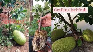 Jackfruit Grafting Technique By Attaching Rootstock Youtube
