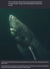 Pin By Lainey Girl On Animals Birds Pet World In 2020 Animal Facts Fun Facts Wtf Fun Facts