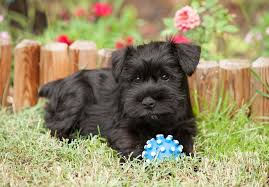 Our schnauzers come in the following colors & more: Miniature Schnauzer History Stillions Miniature Miracles