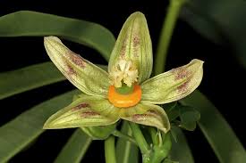 Image result for Manihot grahamii