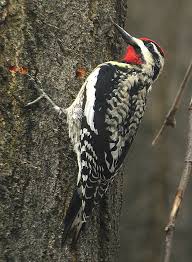 Birds Native To Northeast Ohio Rare Birds Arrive In Ne Ohio Rare Birds Ohio Birds Backyard Birds