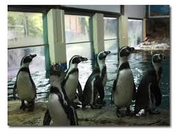 This place is a popular attraction for the locals with small children especially during the weekends and public holidays. Zoo Negara New Arrivals