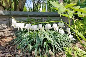 We did not find results for: How To Grow Bleeding Hearts Gardener S Path