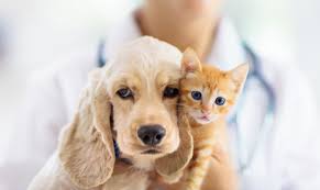 Together they have raised over 0 between their estimated 657 employees. Whole Health Care South Town Animal Hospital South Elgin Vet