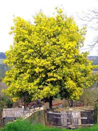 Image result for Acacia dealbata