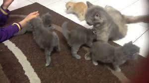 Maybe you would like to learn more about one of these? Craigslist Persian Kittens For Sale 07 2021