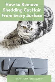 All of the excess fur must exit the body come the warmer months, to keep the cat's body temperature from overheating. How To Remove Shedding Cat Hair From Every Surface Curly Cat Lady